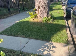 Victor C.'s Lawn Care service result