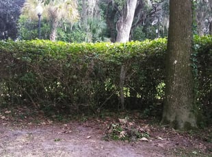 Bush Trimming by Benny Lewis for Phil M. in Jacksonville, FL