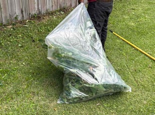 Weeding by James Mozelle for Ellery Z. in Norfolk, VA