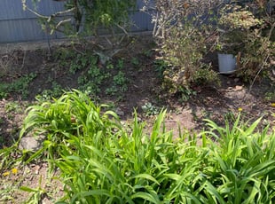 Bush Trimming by Aaron Ford for Adriana R. in Cedarhurst, NY
