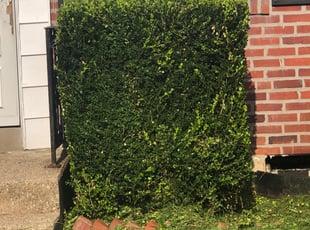 Bush Trimming by DeHaven Pollard for IMANI L. in Drexel Hill, PA