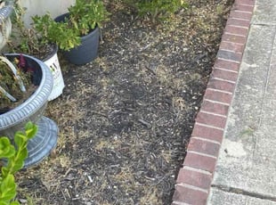 Weeding by Keily Delgado Preciado for Kirk P. in Pflugerville, TX