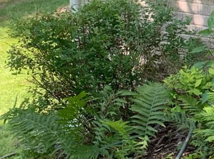 Bush Trimming by Scott Source for Broderick D. in Owings Mills, MD