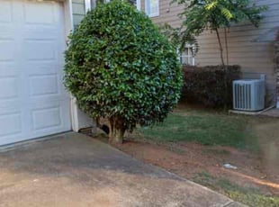 Bush Trimming by Jaime Caraballo for Chris B. in Dacula, GA