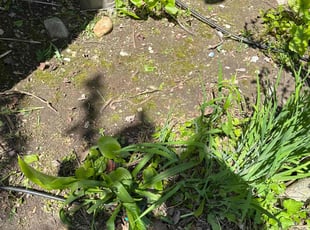 Weeding by Luis Contreras for Jeffrey C. in McCordsville, IN