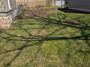 Leaf Removal by Niles Hardy for Barbara N. in Buffalo, NY