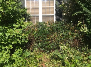Bush Trimming by Michael Gregory for Frank W. in Gastonia, NC