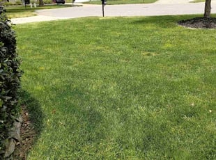 Phyllis N.'s Yard Cutting service result