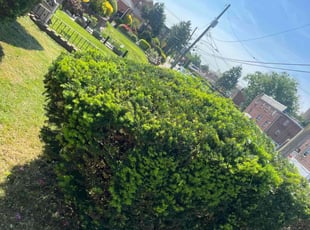 Bush Trimming by Eric Brooks for Arlando L. in Philadelphia, PA