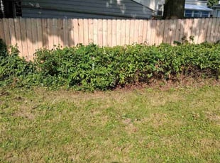 Anna P.'s Bush Trimming service result