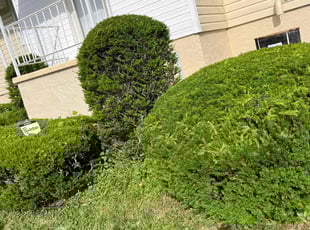 Bush Trimming by Jereme Johnson for Mary R. in New Kensington, PA