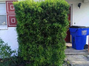 Bush Trimming by Cody Shawders for Martha T. in Clearwater, FL
