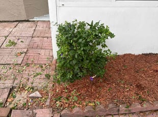 Cleanups by Allen Smith for Kirk W. in Port Orange, FL