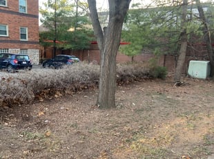 Leaf Removal by Alonzo Wyatt for Saskia N. in Kansas City, MO