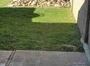Britianna W.'s Lawn Service service result