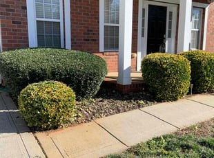 Bush Trimming by Silas Dobbins for Colleen D. in Waxhaw, NC