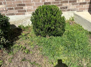 Bush Trimming by Brian Sky for Danielle I. in San Antonio, TX