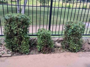 Tim M.'s Bush Trimming service result
