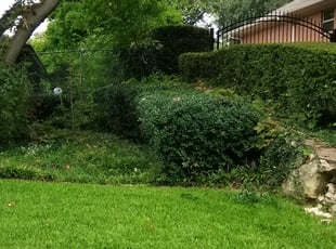 Bush Trimming by Dionte Andrews for Quinton C. in Fort Worth, TX