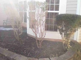 Bush Trimming by Xavier Monroe for Natasha W. in Charlotte, NC
