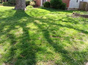 Sabrina A.'s Lawn Care service result