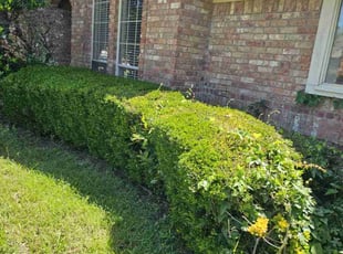 Bush Trimming by Sandro Cardoso for Billy L. in Arlington, TX