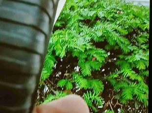Bush Trimming by Johnny Canales for Claudia J. in Fairfield, CT