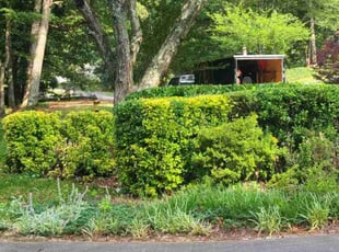 Lorrainel S.'s Bush Trimming service result
