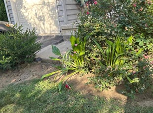 Weeding by Susy Mia Nieto for Carly T. in Wilmington, DE