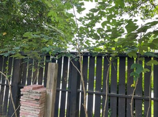 Bush Trimming by Waymond Washington for Sudesh G. in Charleston, SC