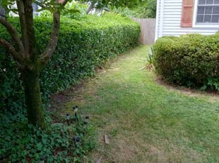 Bush Trimming by Sean Saulsby for Claire T. in Norfolk, VA