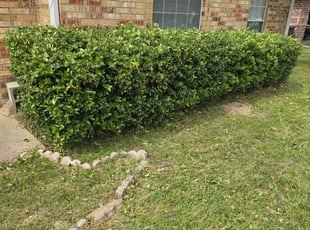 Bush Trimming by Antonio Scott for Shazondra L. in Shreveport, LA