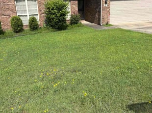 Whitney B.'s Bush Trimming service result