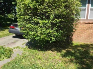 Bush Trimming by Jay M for Ali P. in Norfolk, VA