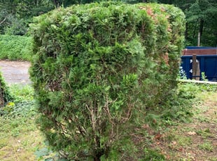 Bush Trimming by Andrew Perch for Joan R. in Worcester, MA