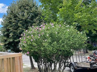 Marvin L.'s Bush Trimming service result