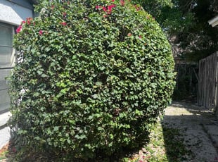 Bush Trimming by Josue Nunez for Alicia C. in Casselberry, FL