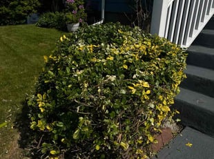 Bush Trimming by Ricardo Lopez for Naj B. in Boston, MA
