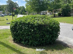 Bush Trimming by Varsel Jacobs for Franqui L. in West Columbia, SC