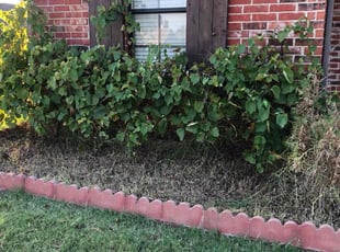 Weeding by Lloyd Compton for Kevin S. in Yukon, OK
