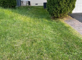 Elaine M.'s Lawn Service service result