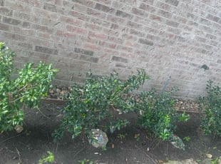 Leaf Removal by Aaron Lane for Magen P. in Cypress, TX