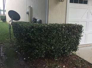 Bush Trimming by Charleyne Brown for German S. in Orange Park, FL