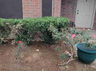 Bush Trimming by Juan Guzman for Chafa W. in Houston, TX
