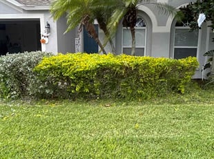 Kiyani W.'s Lawn Maintenance service result