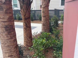 Bush Trimming by Thomas Mccoy for Julia w. in Hanahan, SC