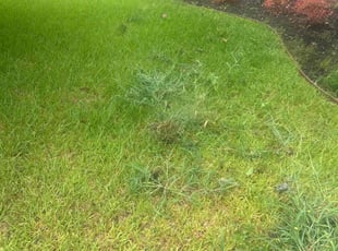 Weeding by Devonn Ford for Peter K. in Fort Worth, TX