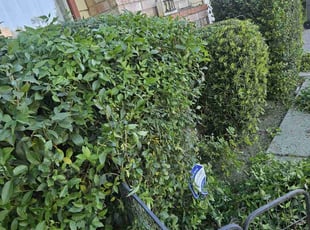 Bush Trimming by Juan Rodriguez for Joyce Z. in Sacramento, CA