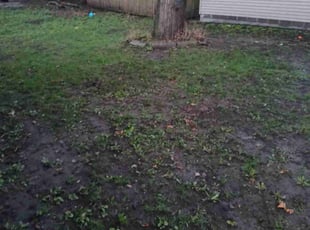 Cleanups by Rolf Johnson for Riley A. in Minneapolis, MN