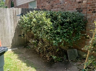 Bush Trimming by Amy Carrillo for Felipe P. in Houston, TX